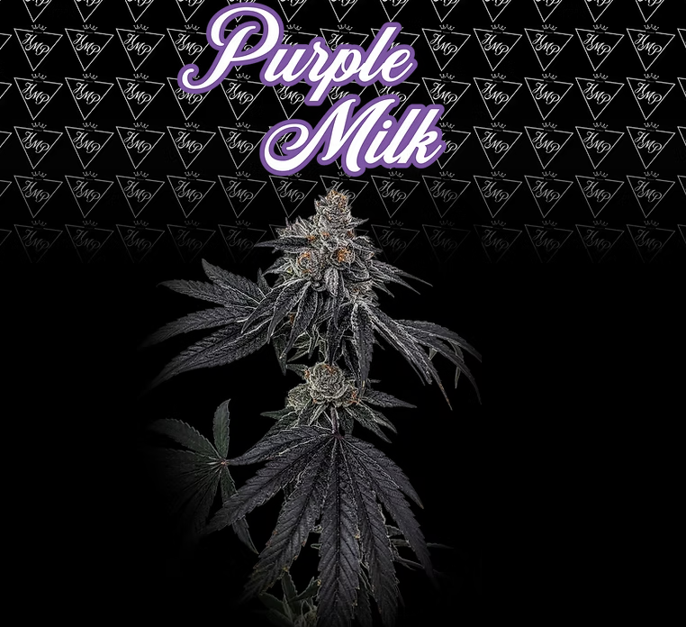 Photograph of product: 5pk Pre-Rolls | Purple Milk | 0.5g