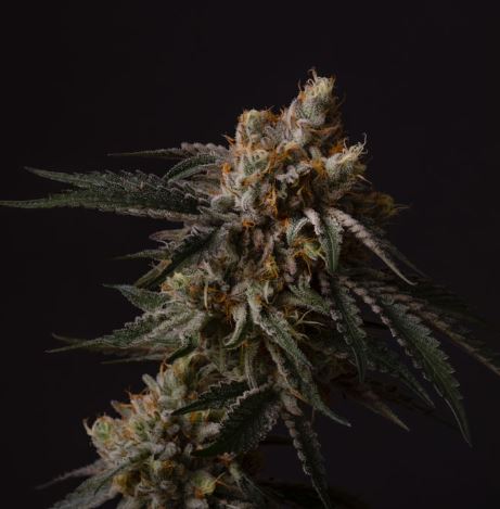 Photograph of product: Good Chemistry | Summit Sauce Flower - 7g
