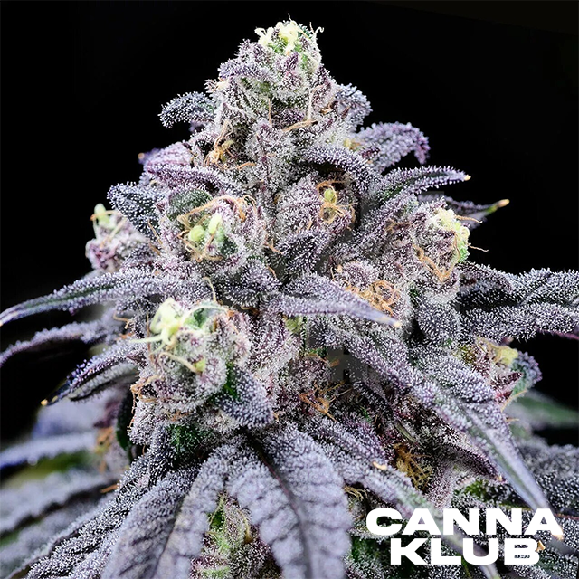 Photograph of product: FROSTED TRUFFLE PIE BABY BUDS & SHAKE