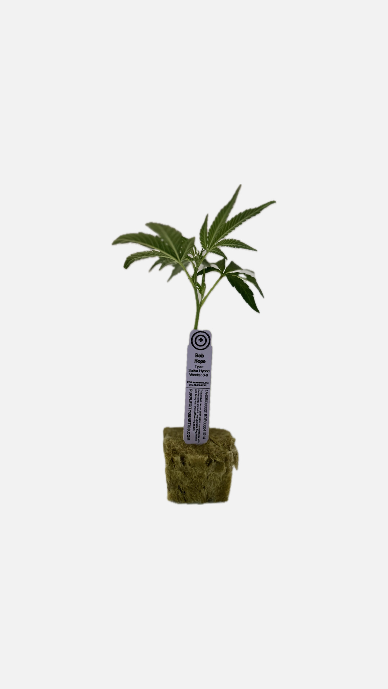 Photograph of Product: Purple City Genetics - Bob Hope Clone