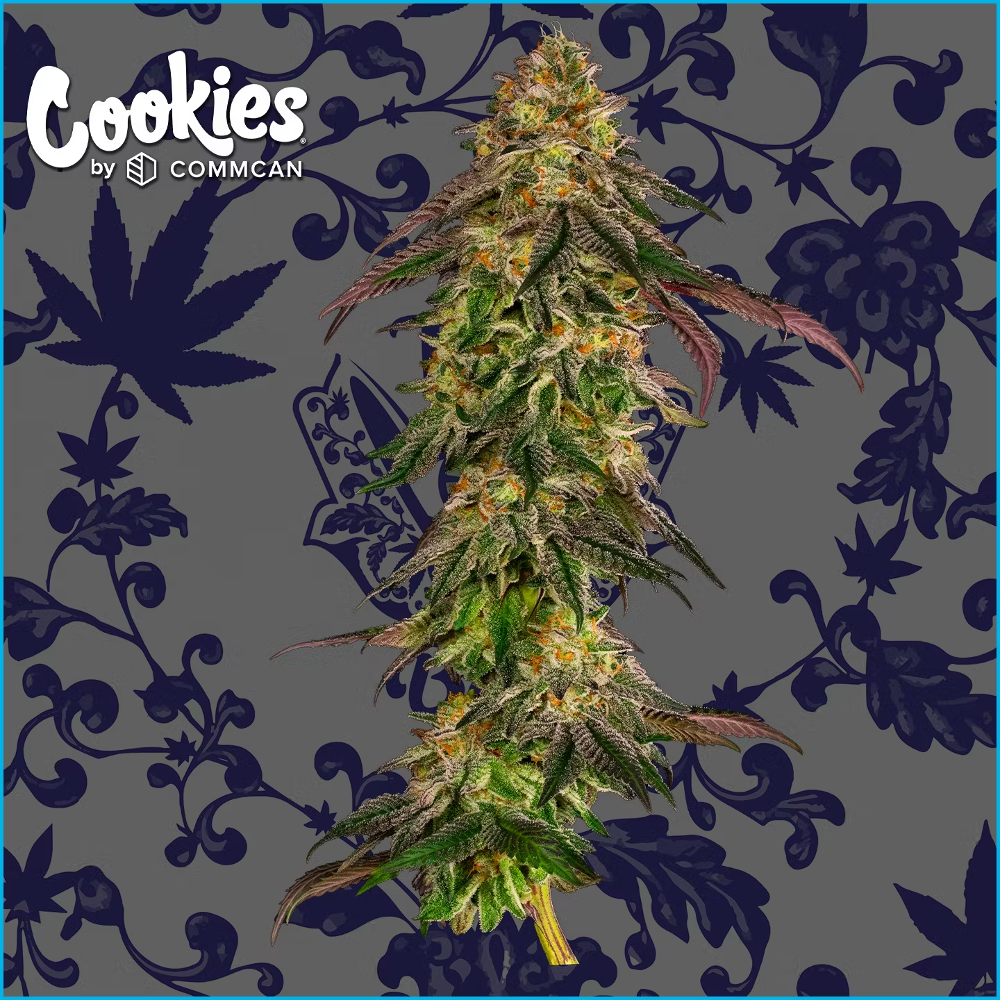 Photograph of product: That Badu | 3.5G | 22.45% TAC