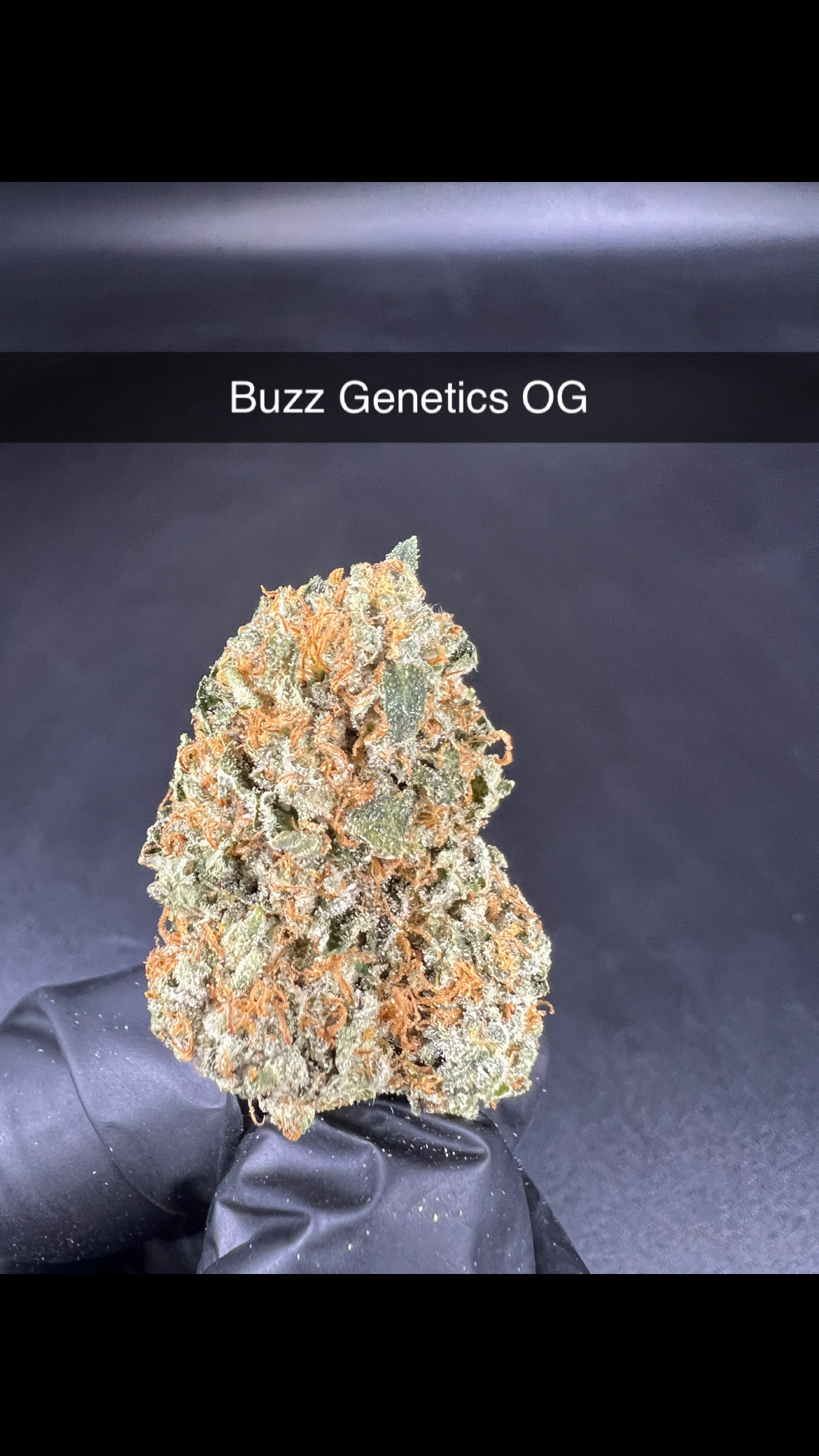 Photograph of product: Buzz Genetics OG - Flower - Hybrid - 28g