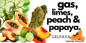 Photograph of product: Gelpaya - 14g - 