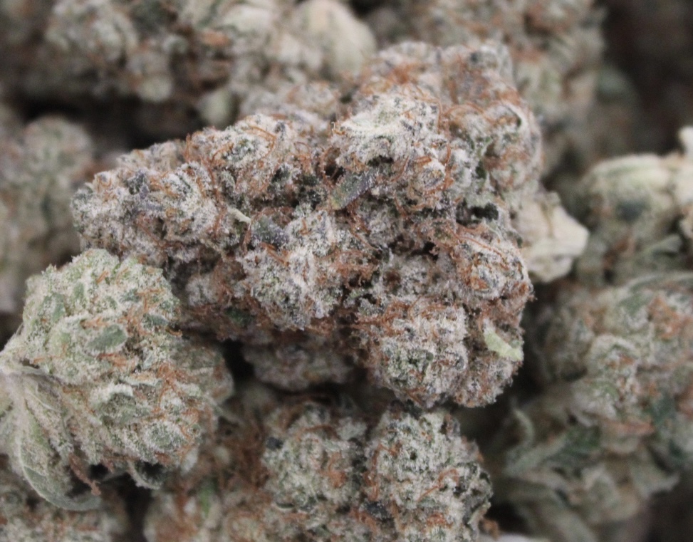 Photograph of product: Gas Tier - Hp Labs - Runtz Bulk Buds - 28g