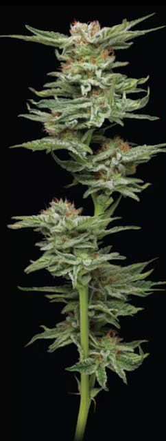 Photograph of product: Blueberry Muffins | Feminized Seeds