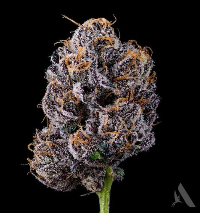 Photograph of product: Blue Zushi Flower T16.69% H 00377 (3.5g)