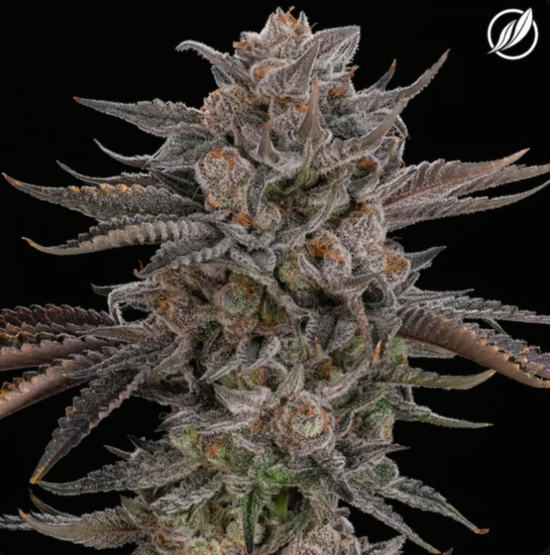 Photograph of product: Tasty Jane Flower I 25842 - 3.5g
