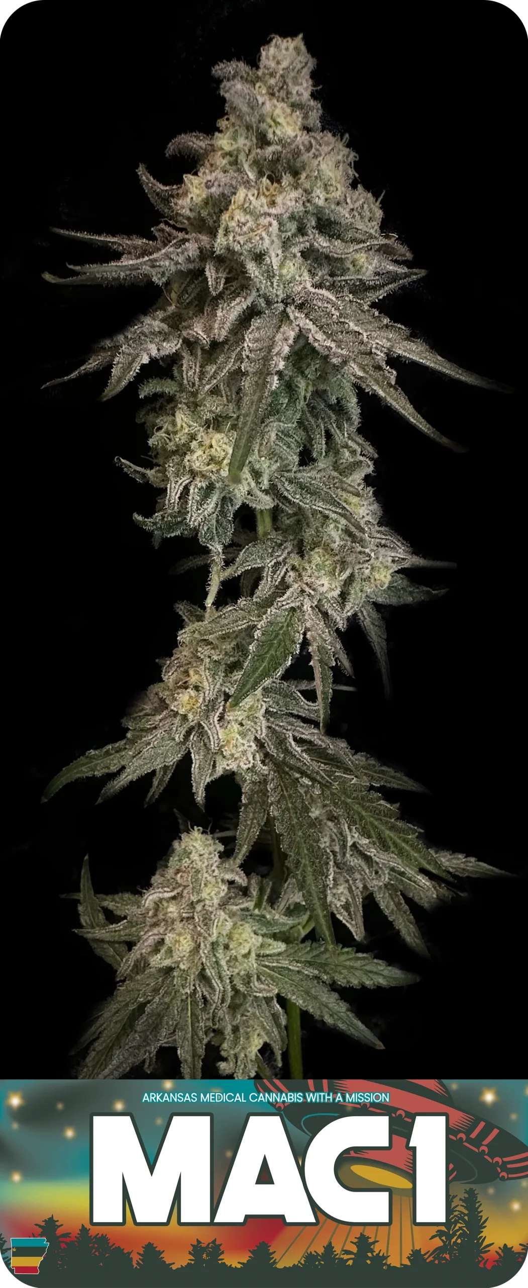 Photograph of product: MAC 1 Flower - 3.5g