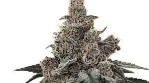 Photograph of product: Space Center PRJ | 1g | Sanctuary Medicinals