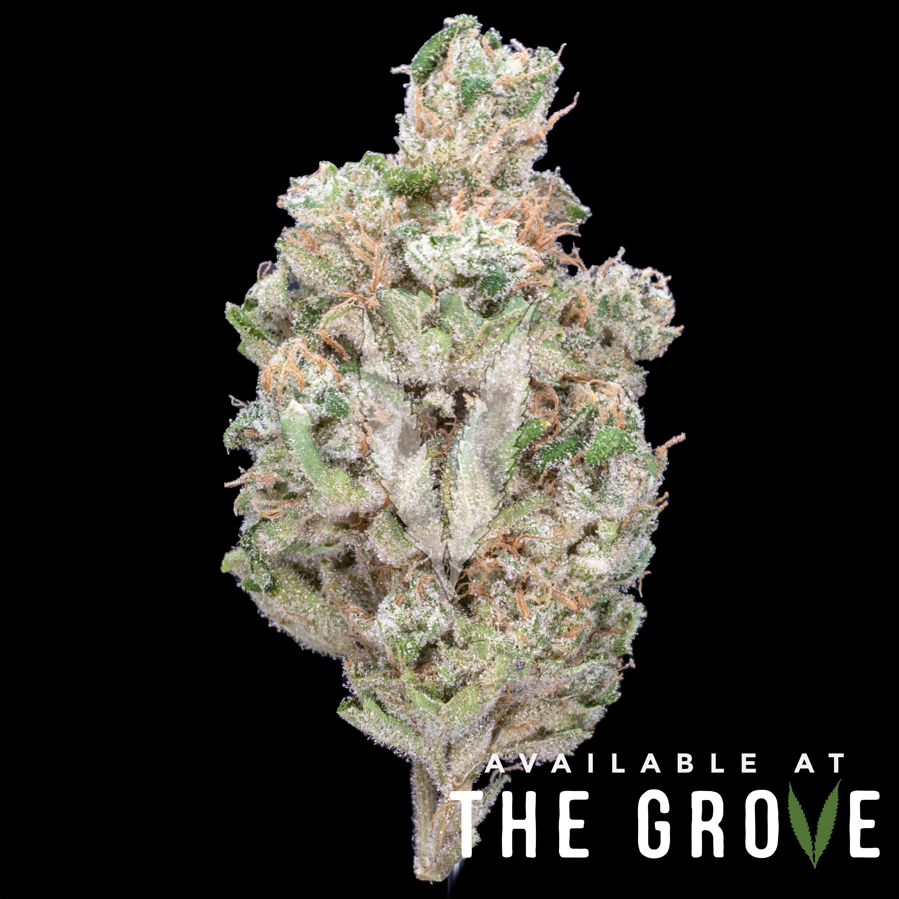 Photograph of product: Nameless Genetics | Sour Runtz 1/8th - 3.5g