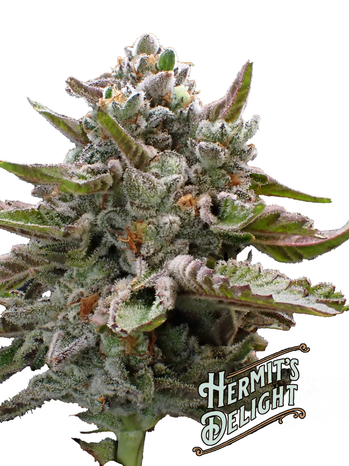 Photograph of product: Gold Bars (H) - Hermit's Delight - Big Buds Pre-Packaged T3 - 28g