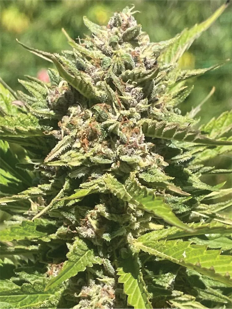 Photograph of product: Humboldt Seed Co - Banana Melt 5pk