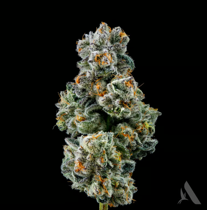 Photograph of product: MAC Stomper | Pre-Pack | 3.5g | 00512