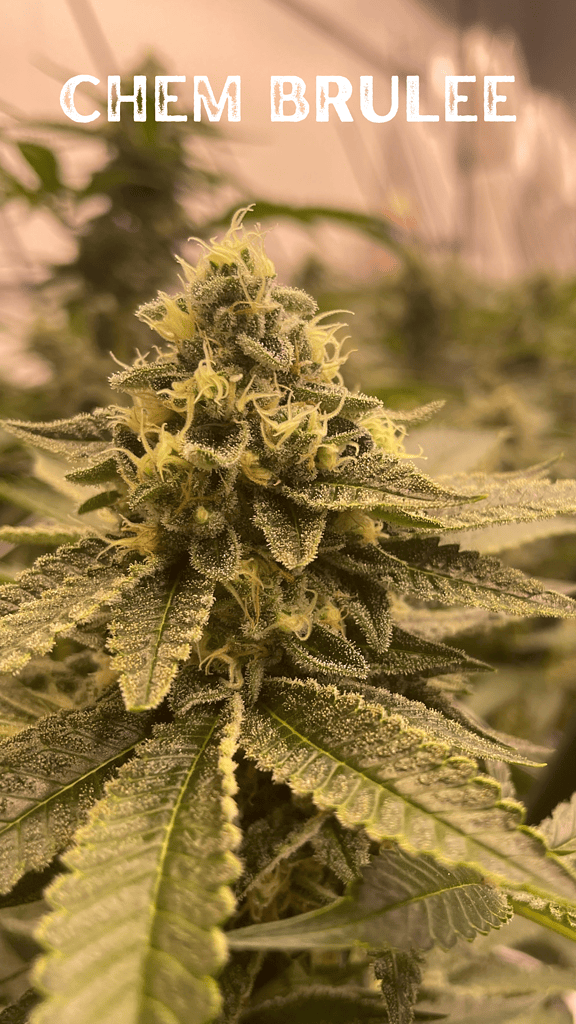Photograph of product: Chem Brulee Whole Flower 7g