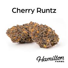 Photograph of product: Hamilton Farms Cherry Runtz 3.5g