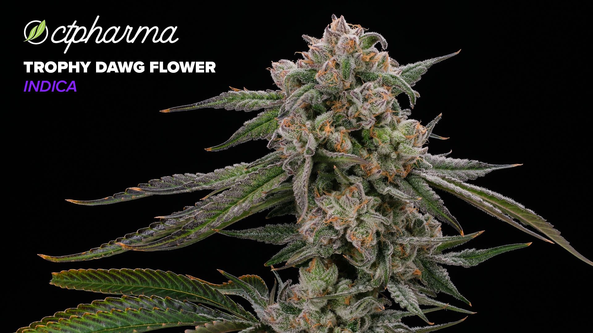 Photograph of product: CTPharma Trophy Dawg Whole Flower 23.70% (I) 3.5g - 25779