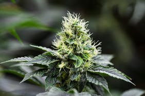 Photograph of product: Black Garlic: Flower - 3.5g