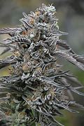 Photograph of product: Bern Dope dog - 1g