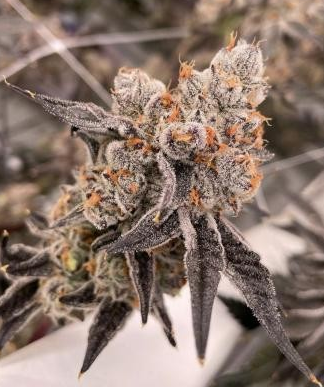 Photograph of product: Butterstuff - Organic - 3.5g Flower