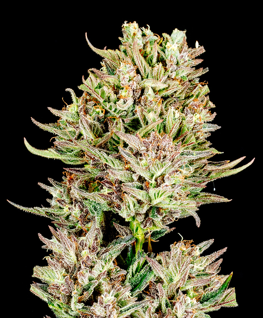 Photograph of product: Garlic Jam | 3.5g