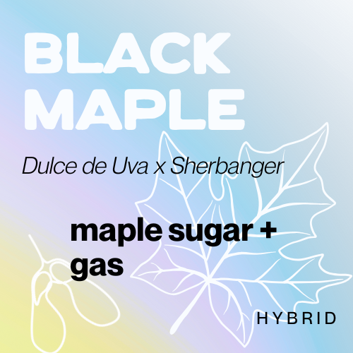Photograph of product: Black Maple - 28g