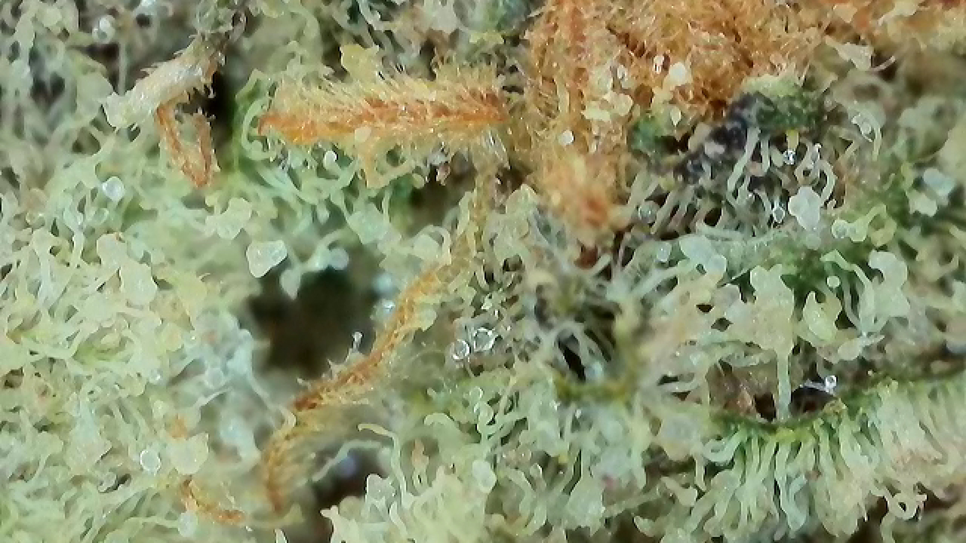 Photograph of product: White Widow | Deli Style - 28g