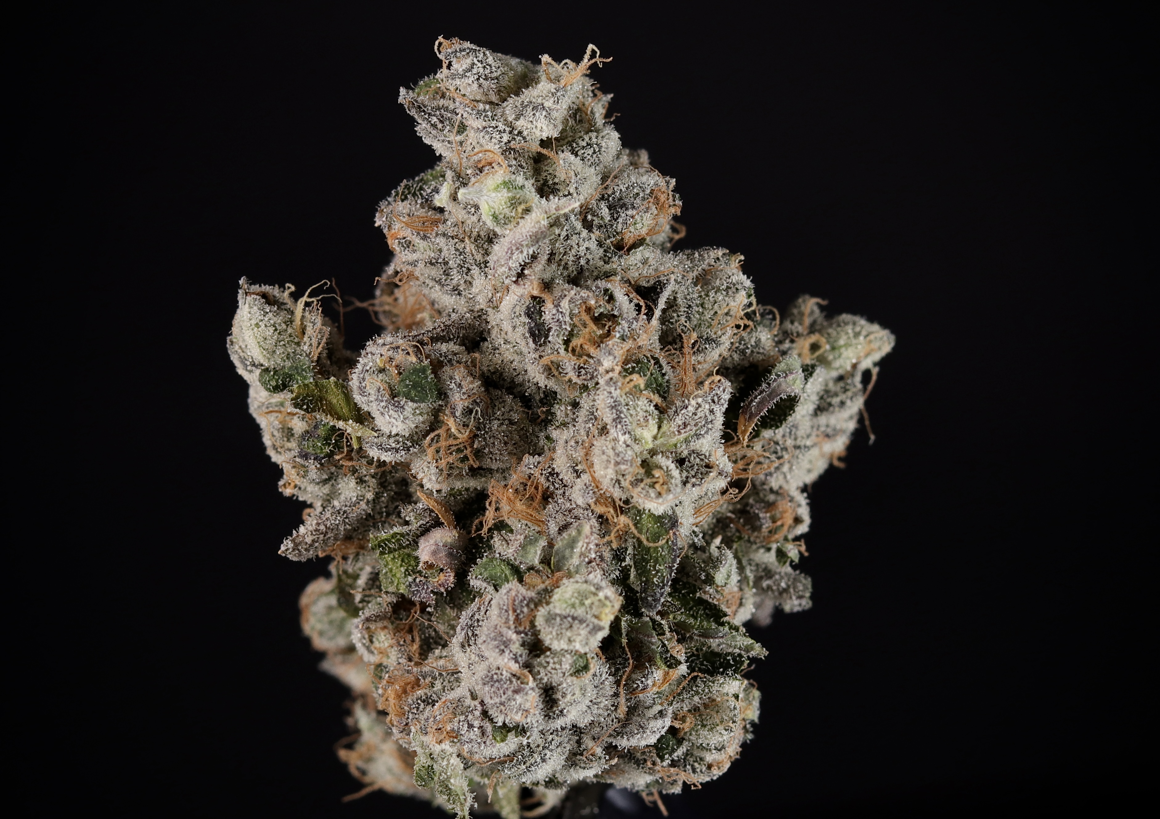 Photograph of product: Gelato 41 1g - Landrace Oui'd Co.
