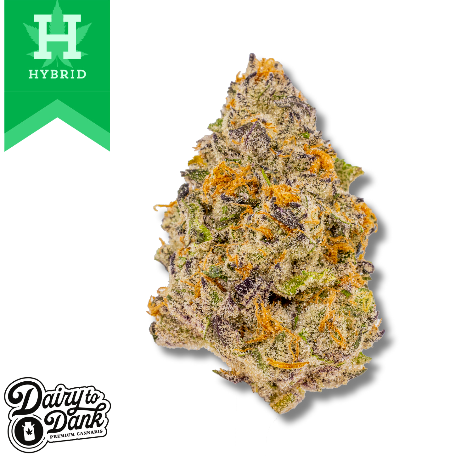 Photograph of product: D2D | Flower | Pre-Pack 1pk | Ice Cream Sundae (HYB) | Bigs