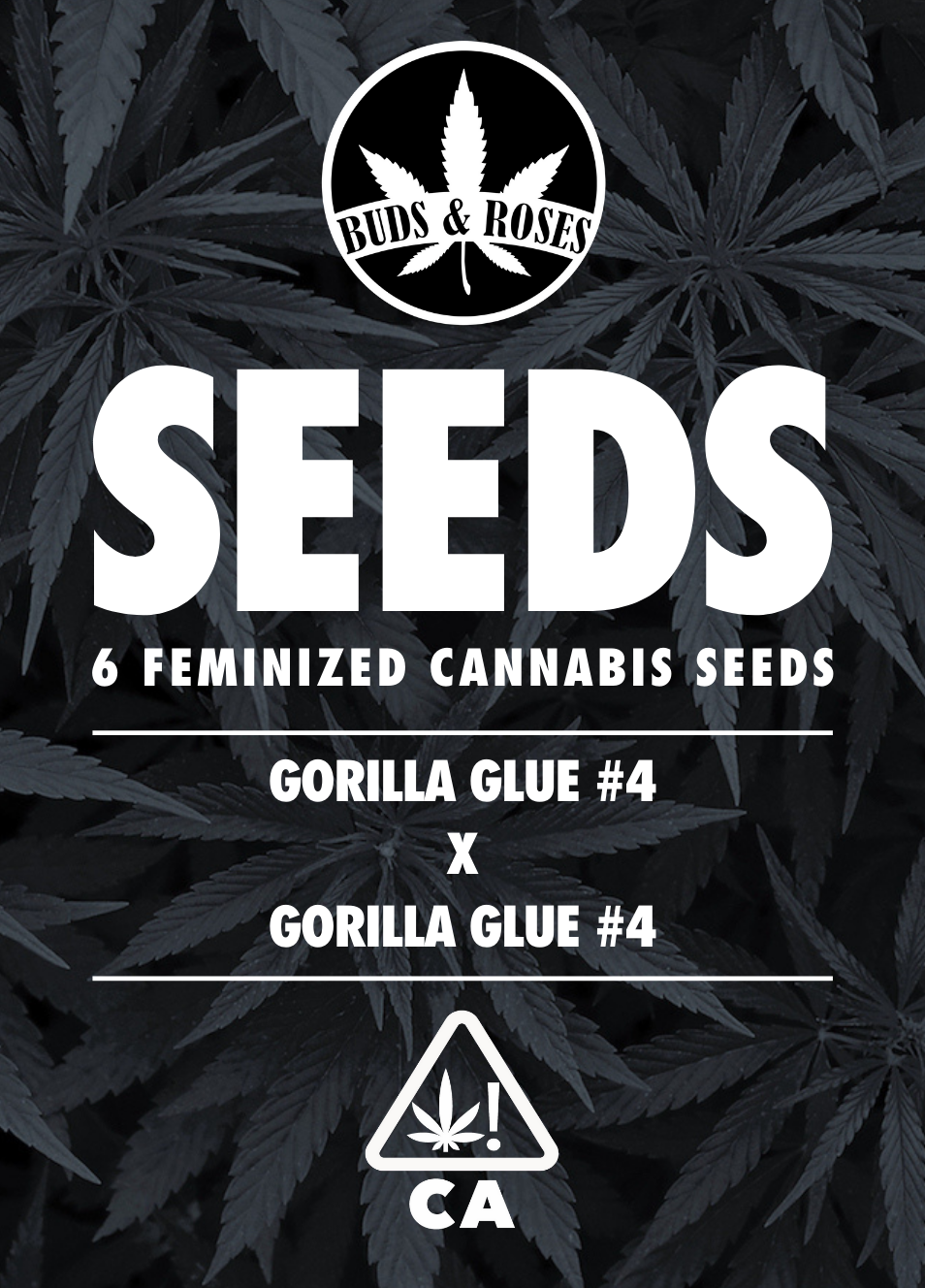 Photograph of product: 6pk Fem Seeds - Gorilla Glue #4 x Gorilla Glue #4