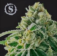 Photograph of product: CSF Chauffeur Popcorn - 28g