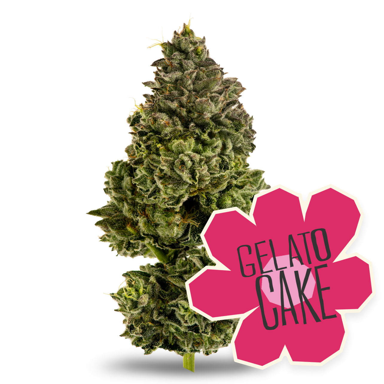 Photograph of product: Gelato Cake - 28g