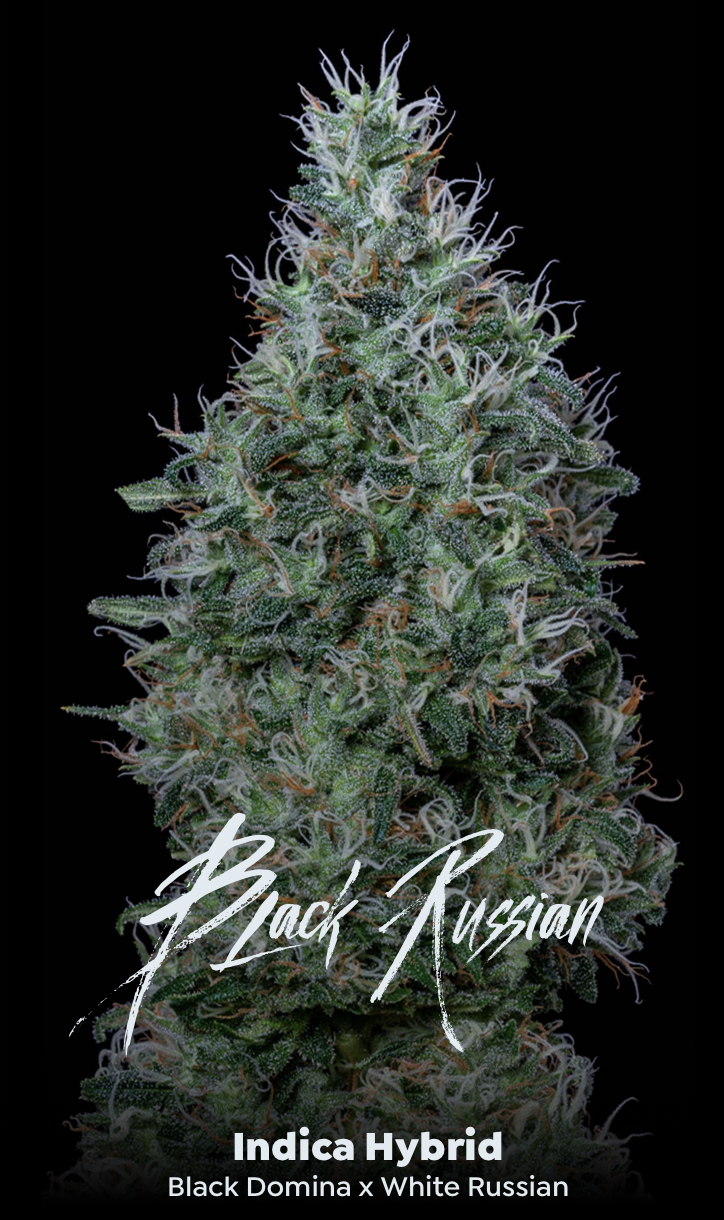 Photograph of product: Black Russian - 3.5g