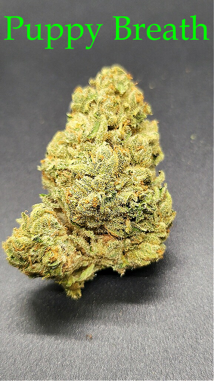 Photograph of product: Puppy Breath - 28g