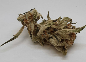 Photograph of product: Clovis Farm | Sour Mango | Sungrown | Living Soil | Bulk - 28g