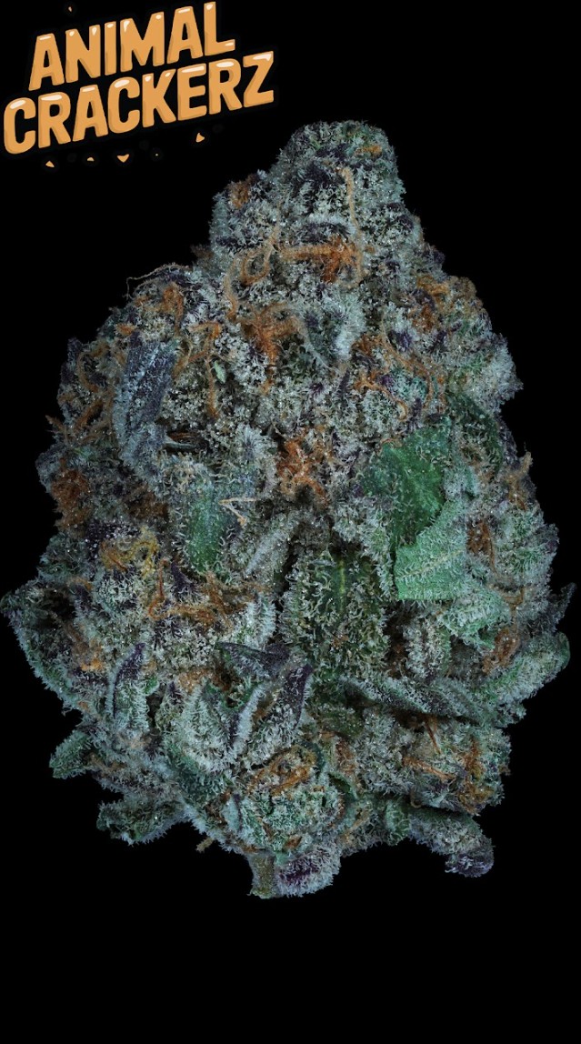 Photograph of product: Prolific Growhouse | Animal Crackerz | Flower | 3.5g | Hybrid