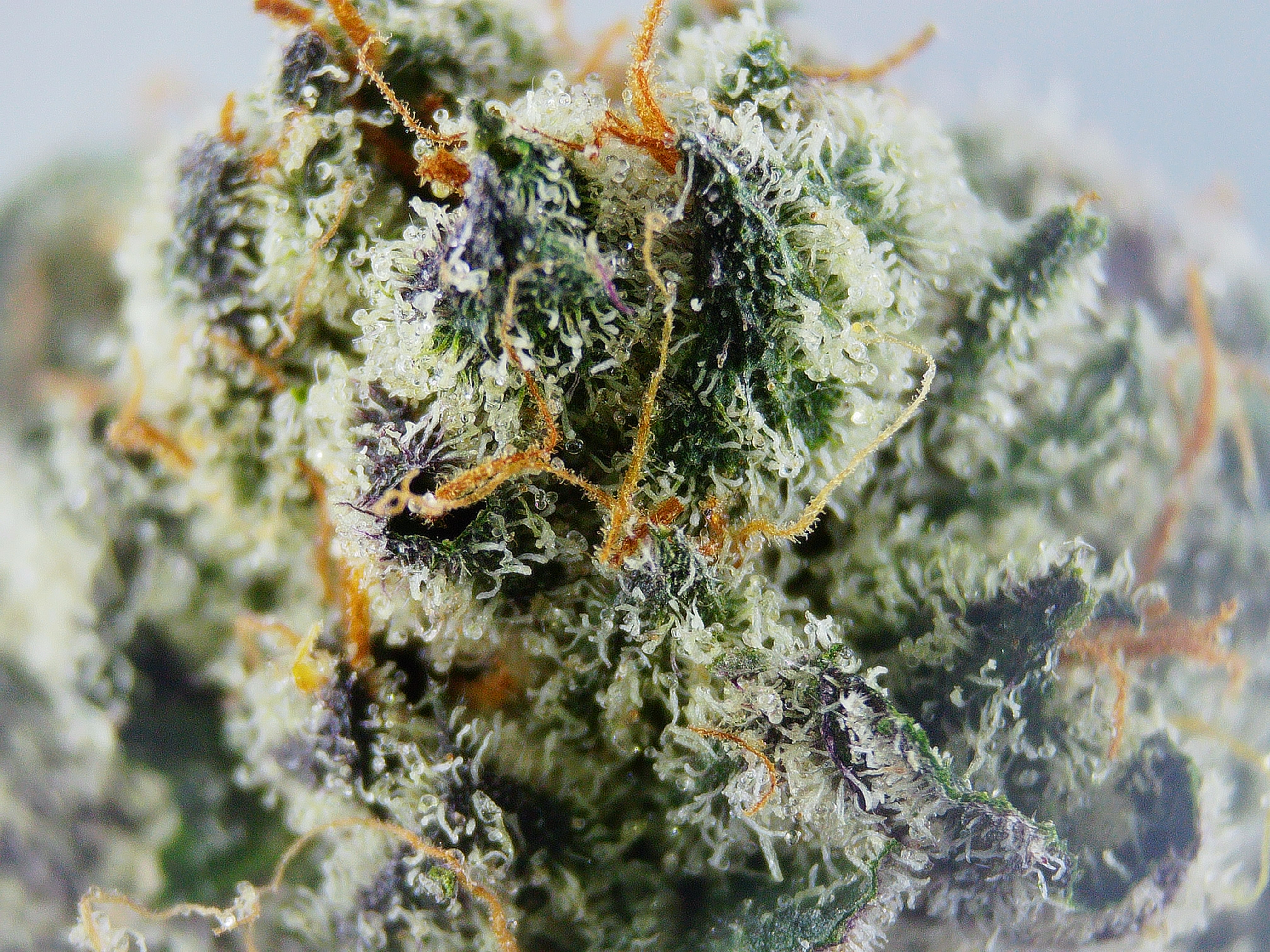 Photograph of product: High Altitude Oui'd Planet Sherb BULK Flower - 1g