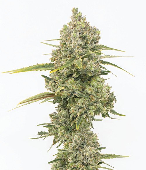 Photograph of product: Zangria Flower - 7g