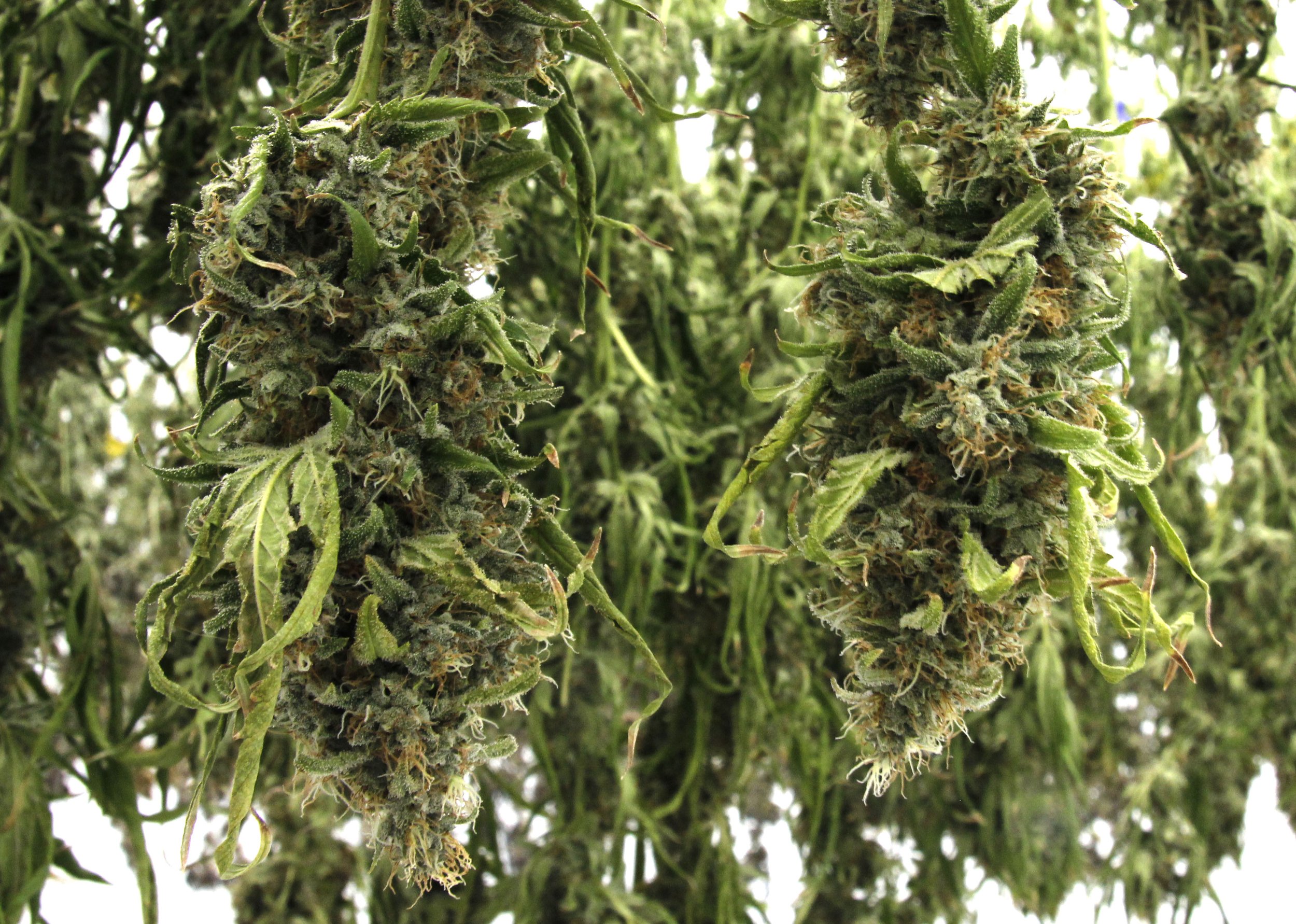 Photograph of product: Thai-ger King - 3.5g