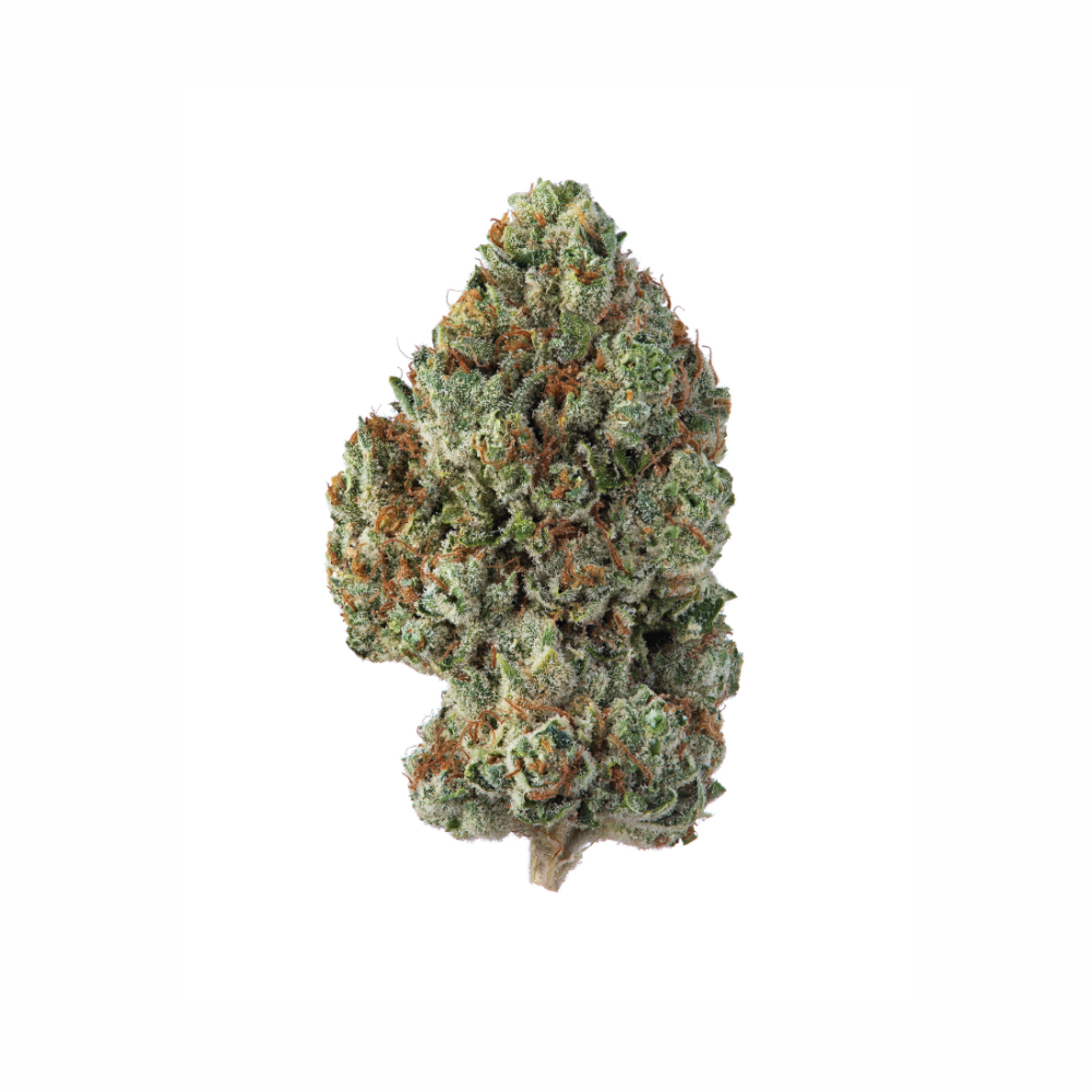 Photograph of product: Baby Turtle | Flower | 3.5g