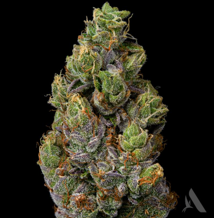 Photograph of product: Dirty Taxi 3.5g Flower (S) 00450