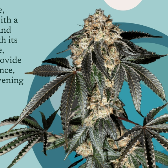 Photograph of product: 14g | Watermelon Milkshake