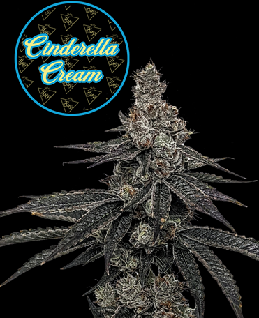 Photograph of product: Flower  - Cinderella Cream - 3.5g