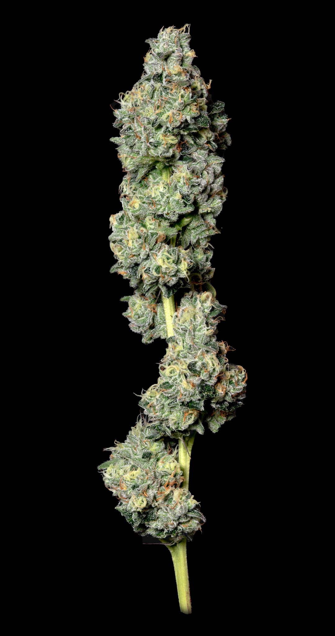 Photograph of product: AltSol: Bruce Banner - 28g