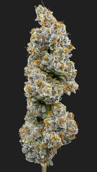 Photograph of product: Trifecta Farms | Lemon Cake 3.5g Flower