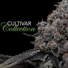 Photograph of Product: Cultivar Hippie Crasher Pre-Roll