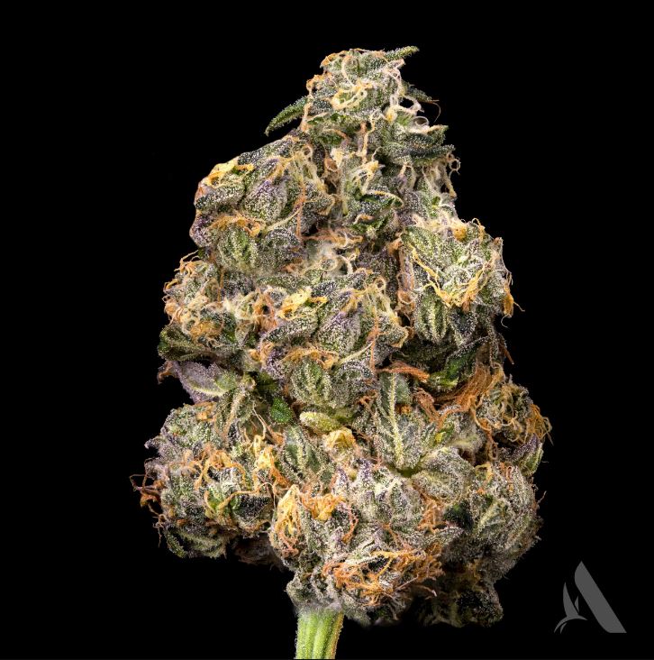 Photograph of Product: Medellin Flower T28.36 (9-00428) - 3.5g
