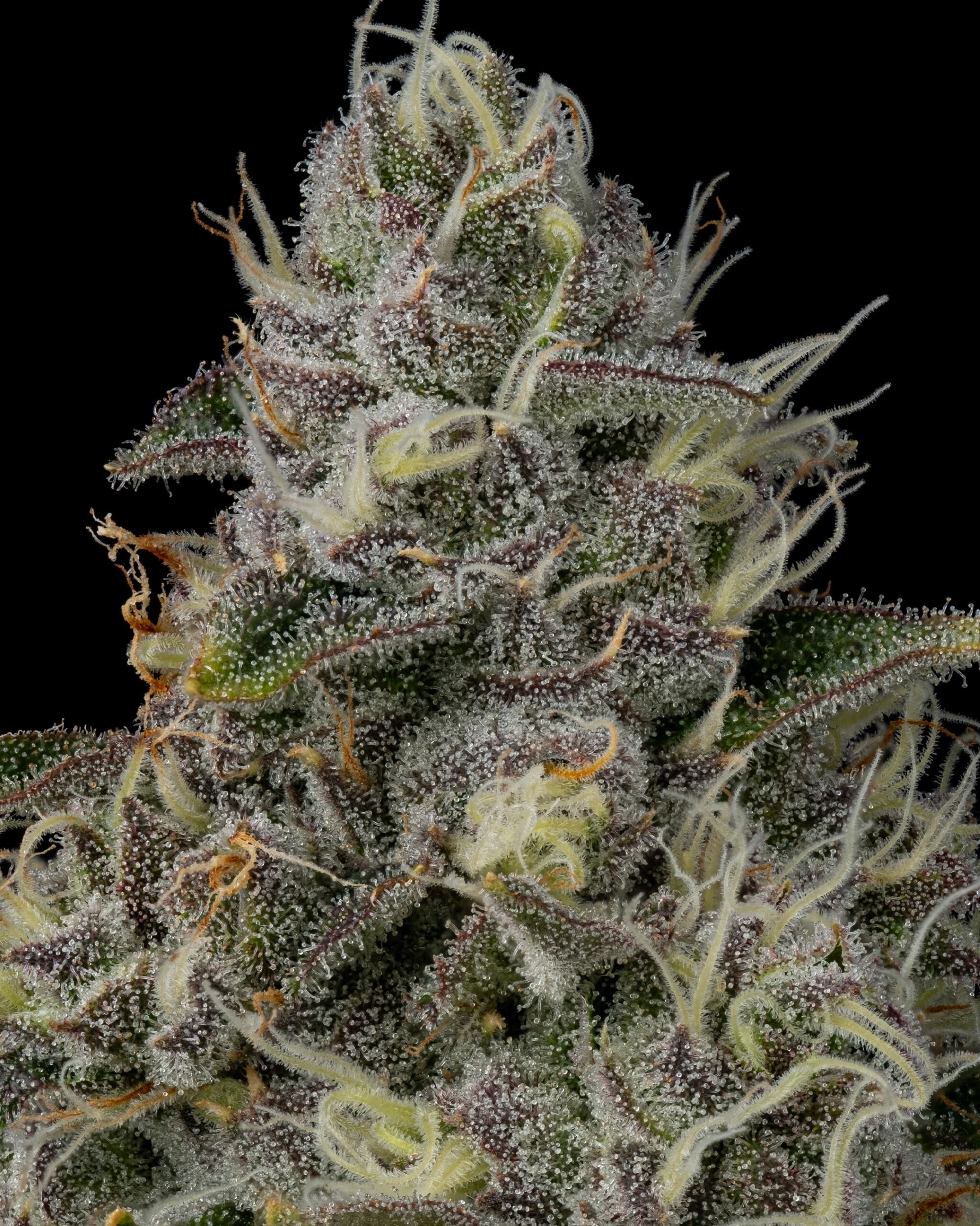 Photograph of product: Satori Funk Mountain Concentrate