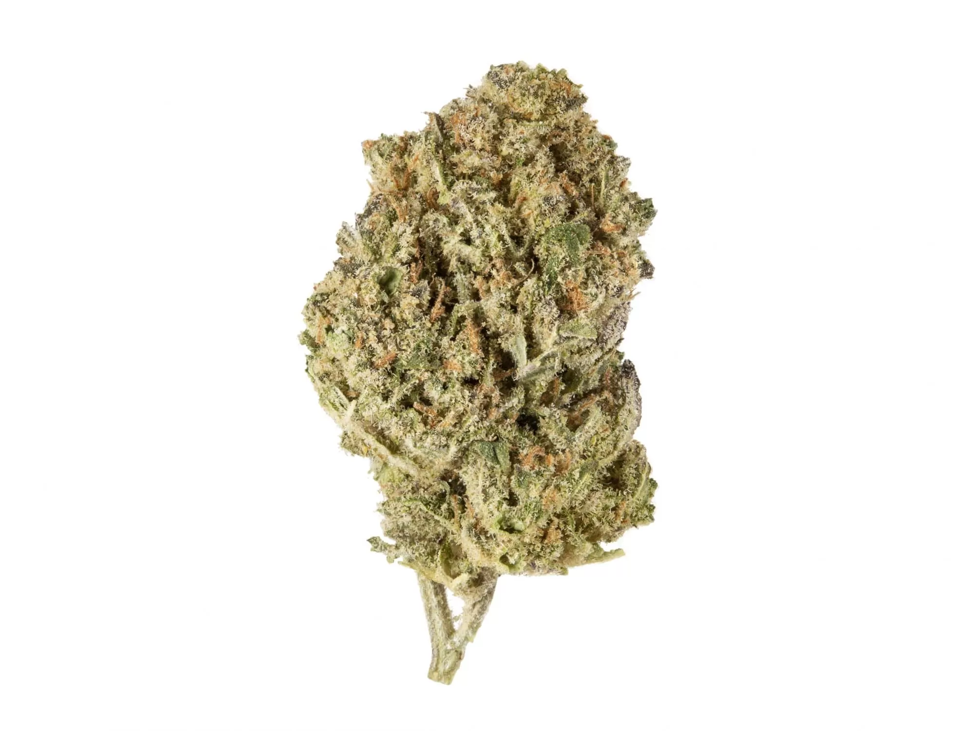 Photograph of product: Glorious | Terpee Slurpee Flower - 14g