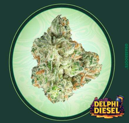 Photograph of product: Grassroots | 3.5g Flower | Delphi Diesel