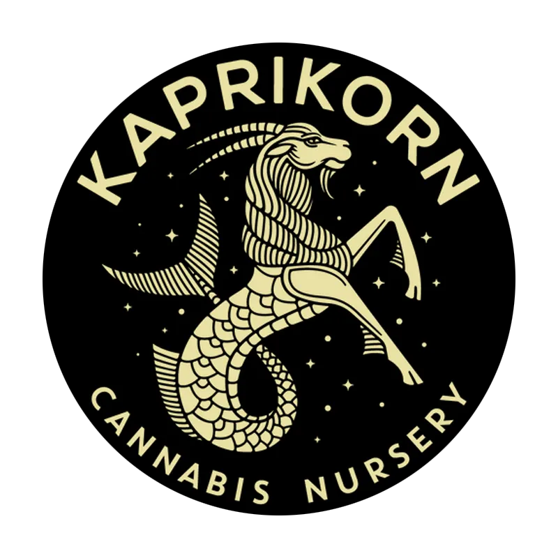 Photograph of product: Kaprikorn Banana Cooler Infused Pre-Roll 2pk